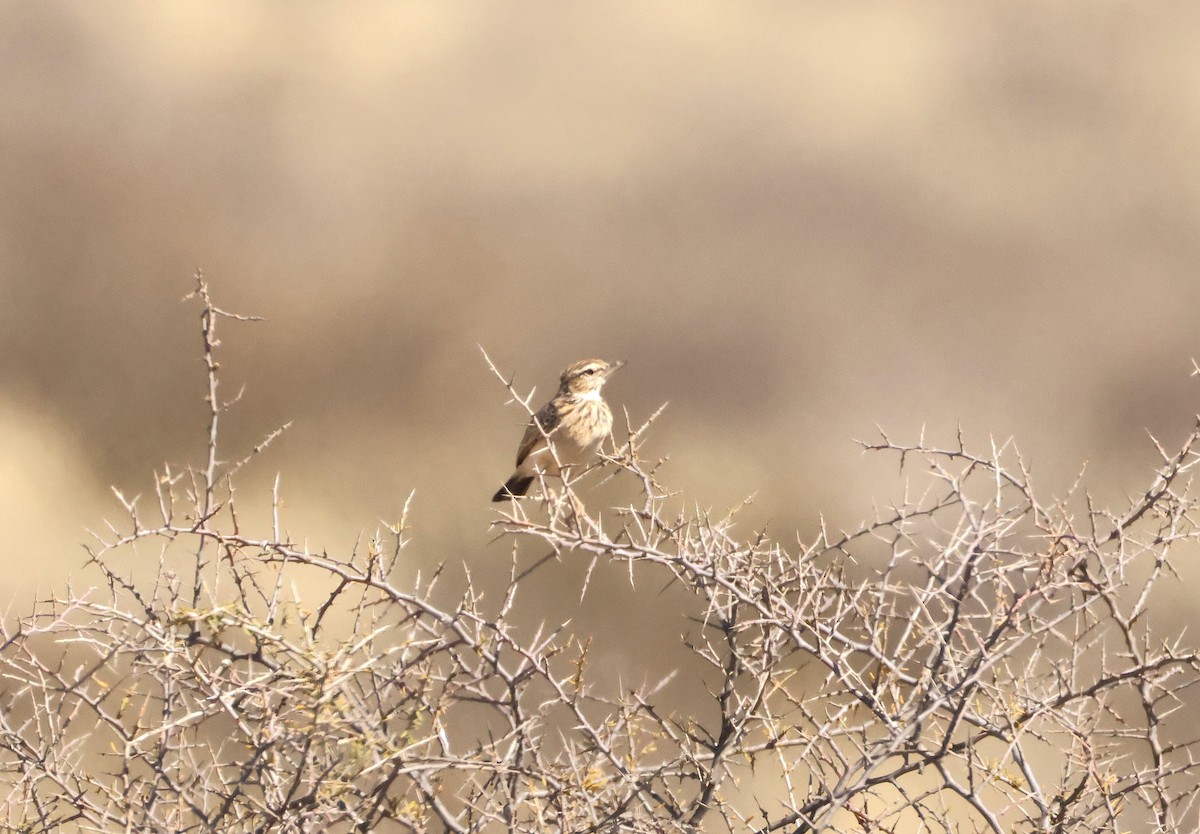 Sabota Lark (Bradfield's) - ML643245001