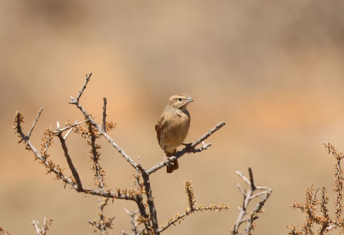 Lark-like Bunting - ML643245006