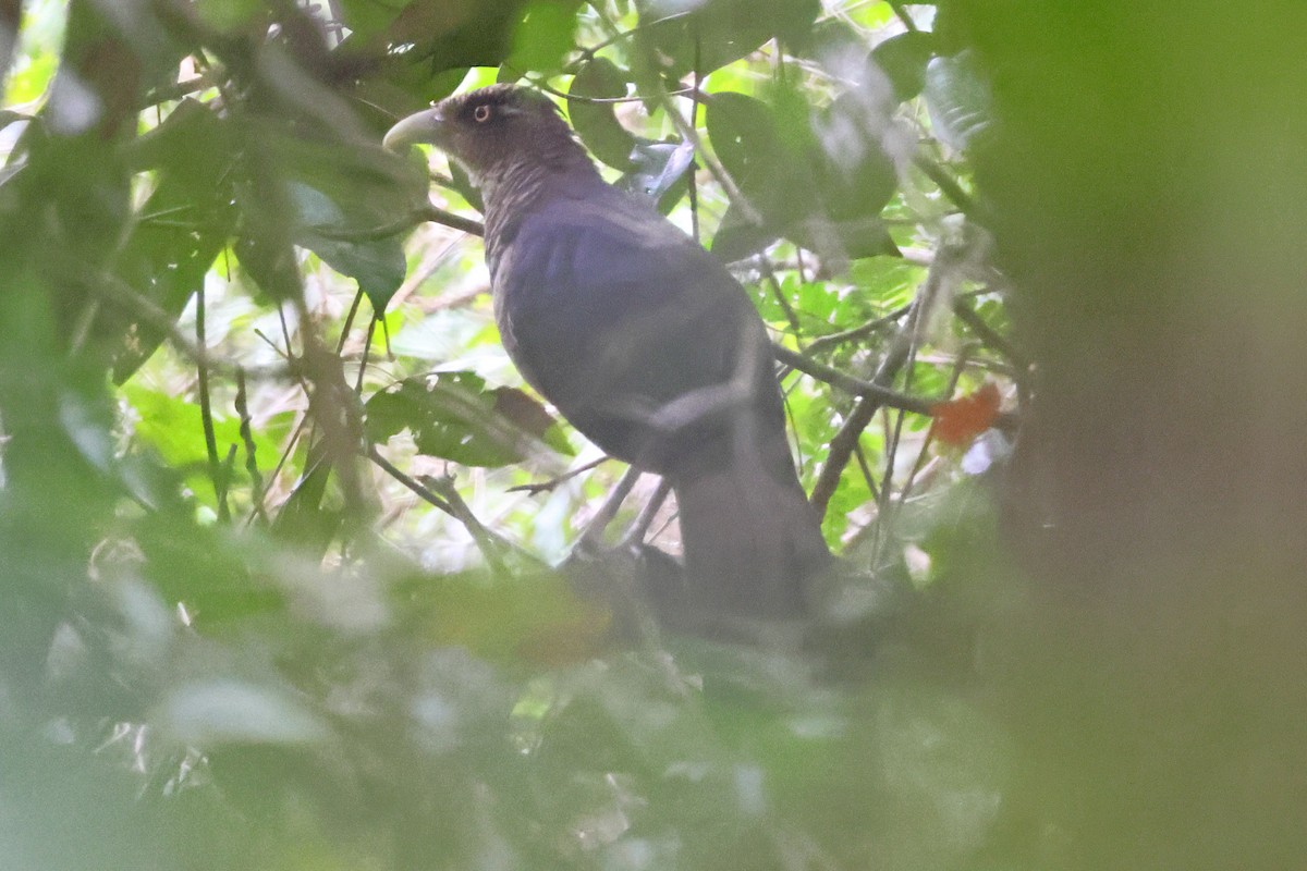 Таязура рудогуза - ML643245010