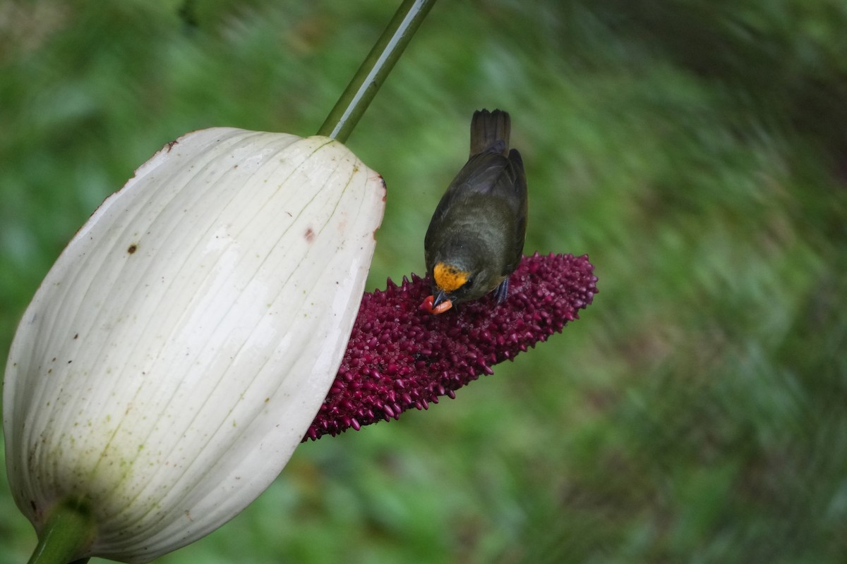 Olive-backed Euphonia - ML643245011