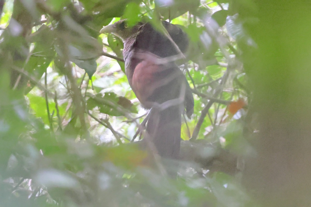 Таязура рудогуза - ML643245013