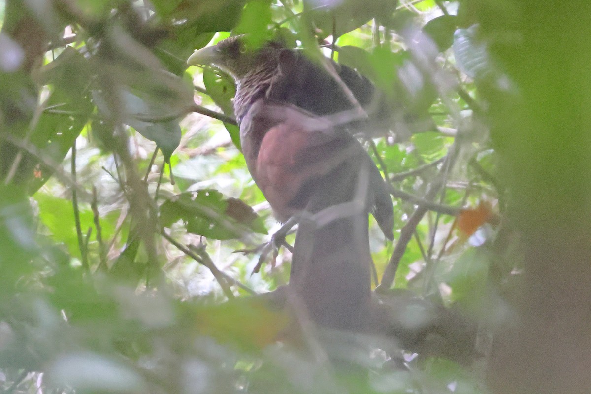 Таязура рудогуза - ML643245014