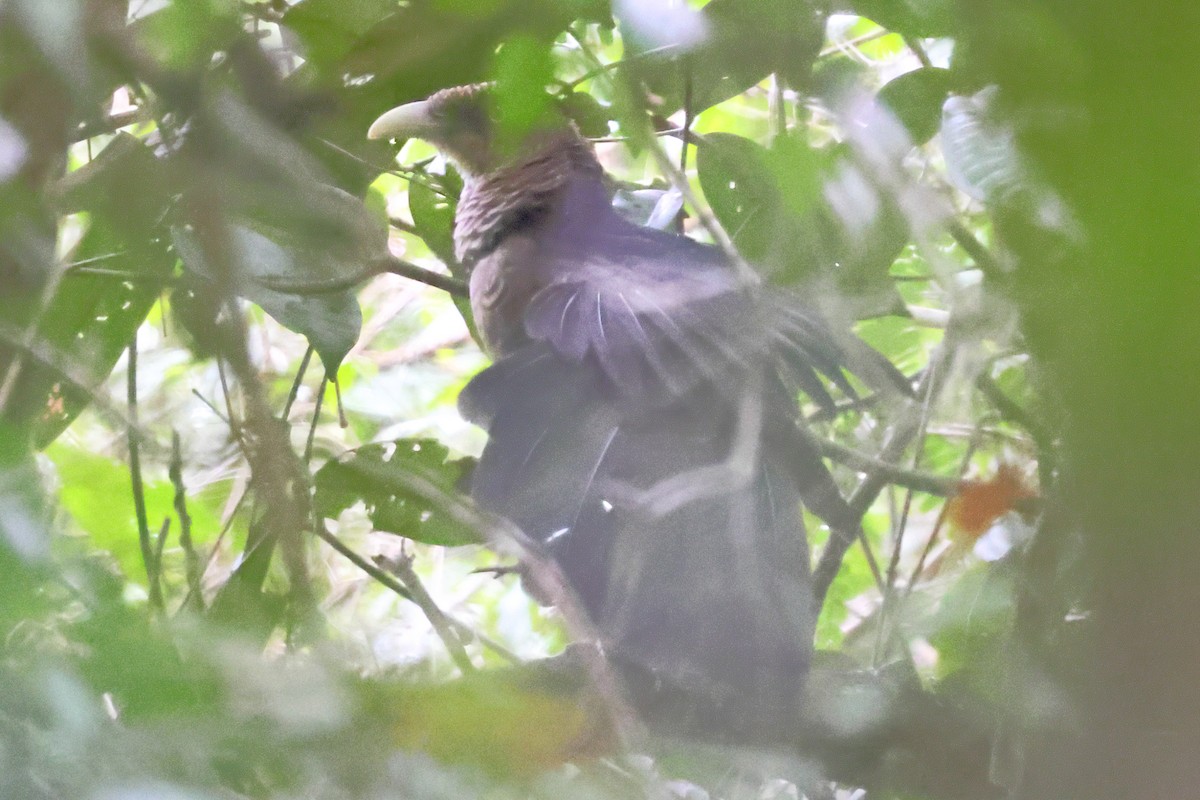 Таязура рудогуза - ML643245015