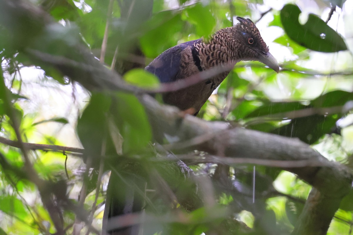 Таязура рудогуза - ML643245029