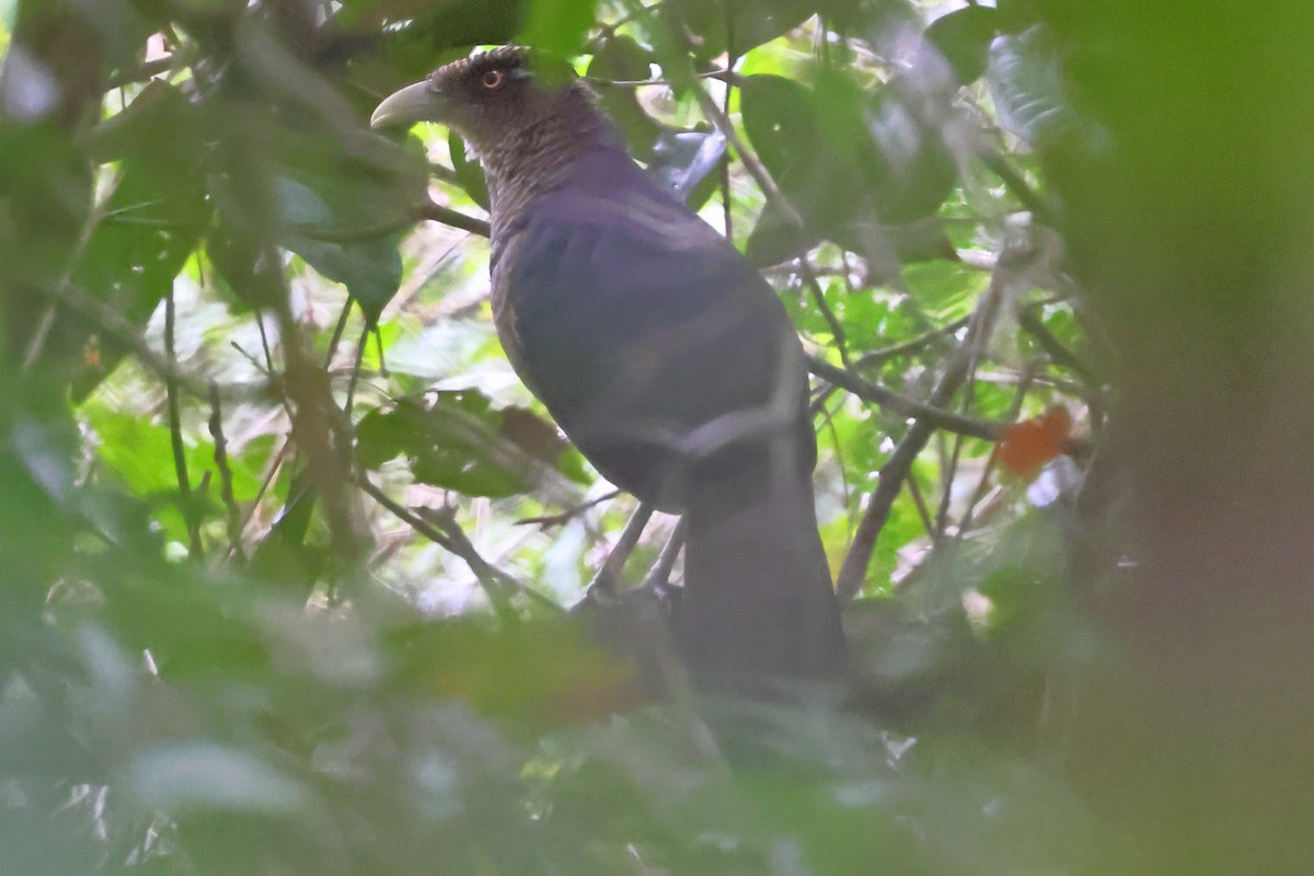 Таязура рудогуза - ML643245032