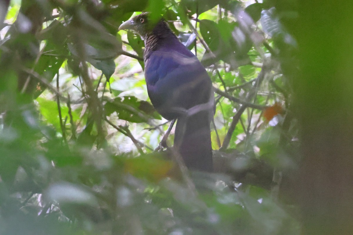 Таязура рудогуза - ML643245038