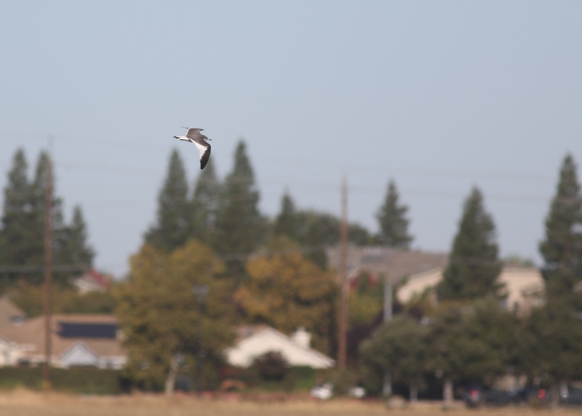 Sabine's Gull - ML643245039