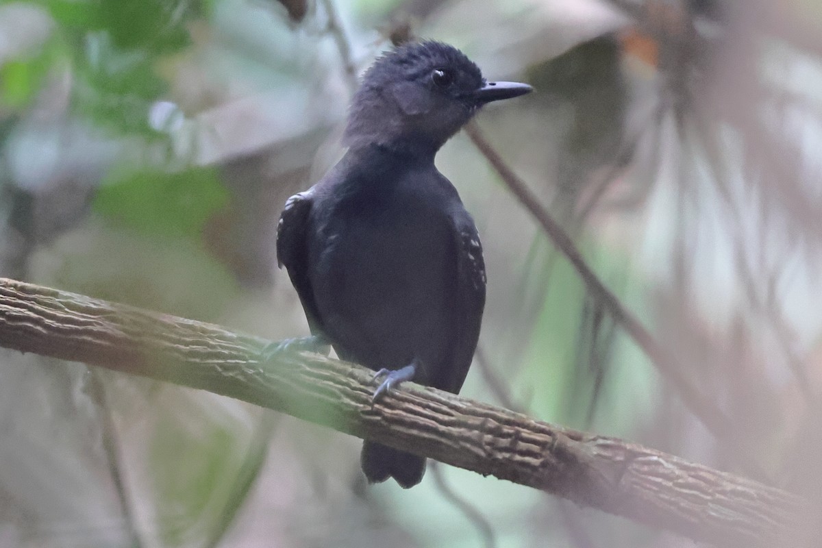 Plumbeous Antvireo - ML643245057