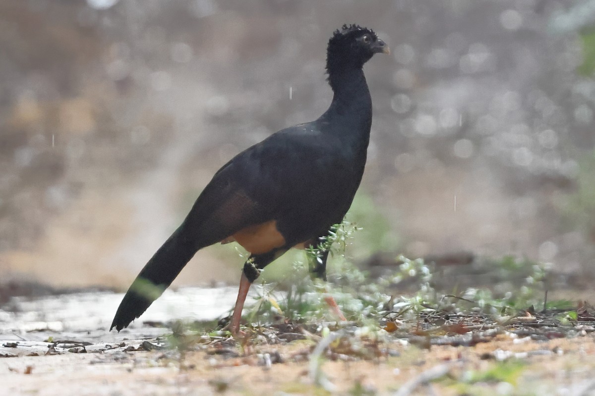 Red-billed Curassow - ML643245059
