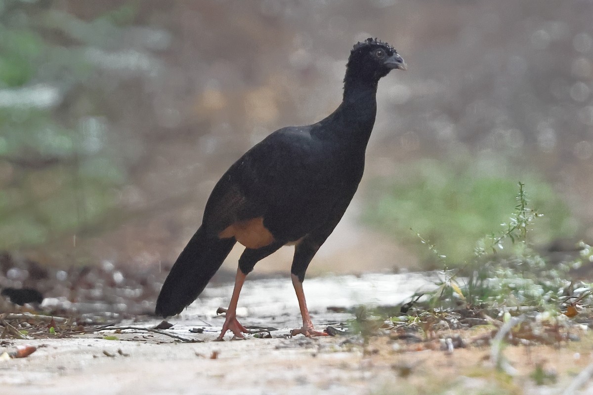 Red-billed Curassow - ML643245061