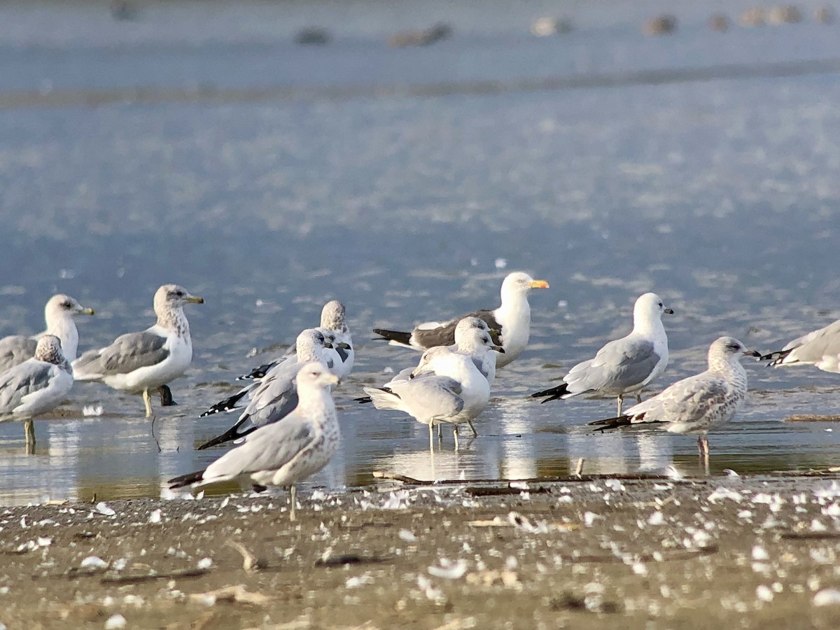 ニシセグロカモメ - ML643245076