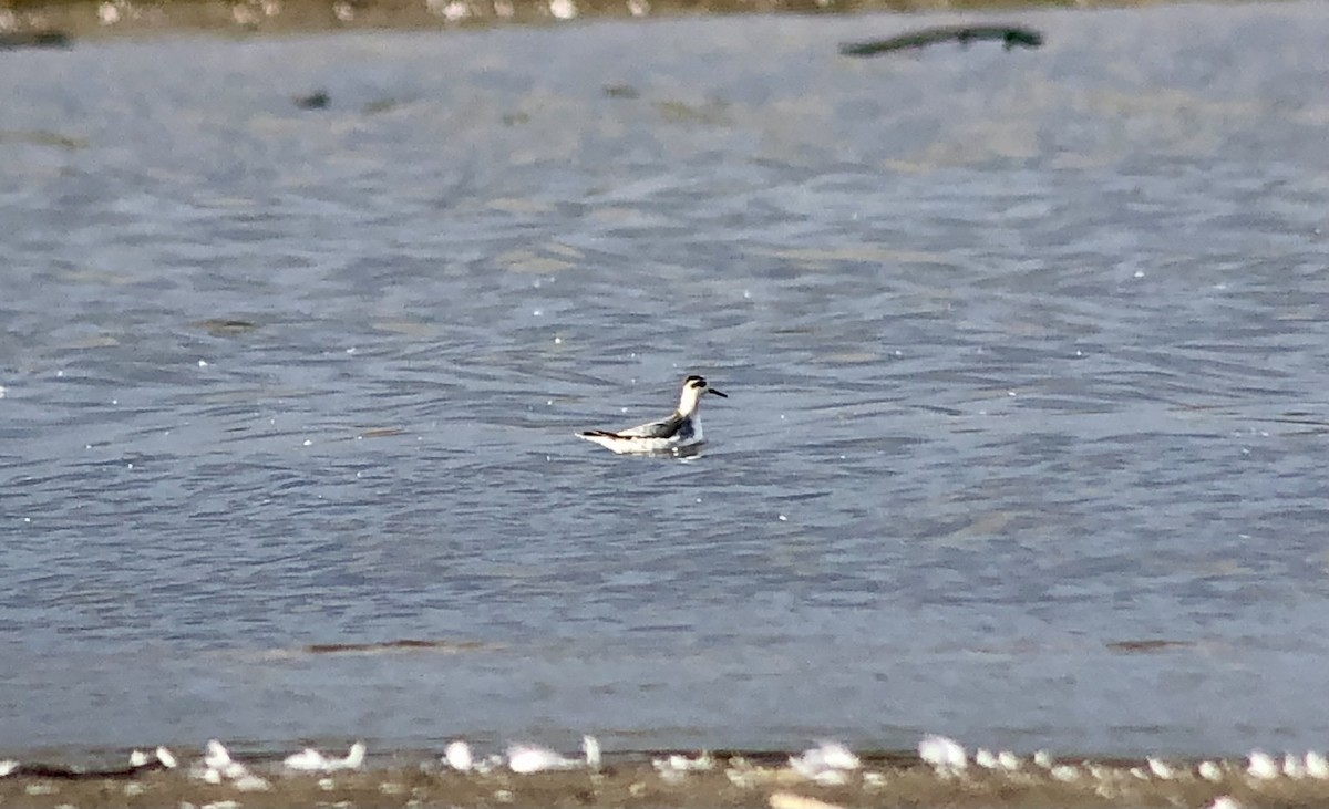 ハイイロヒレアシシギ - ML643245081