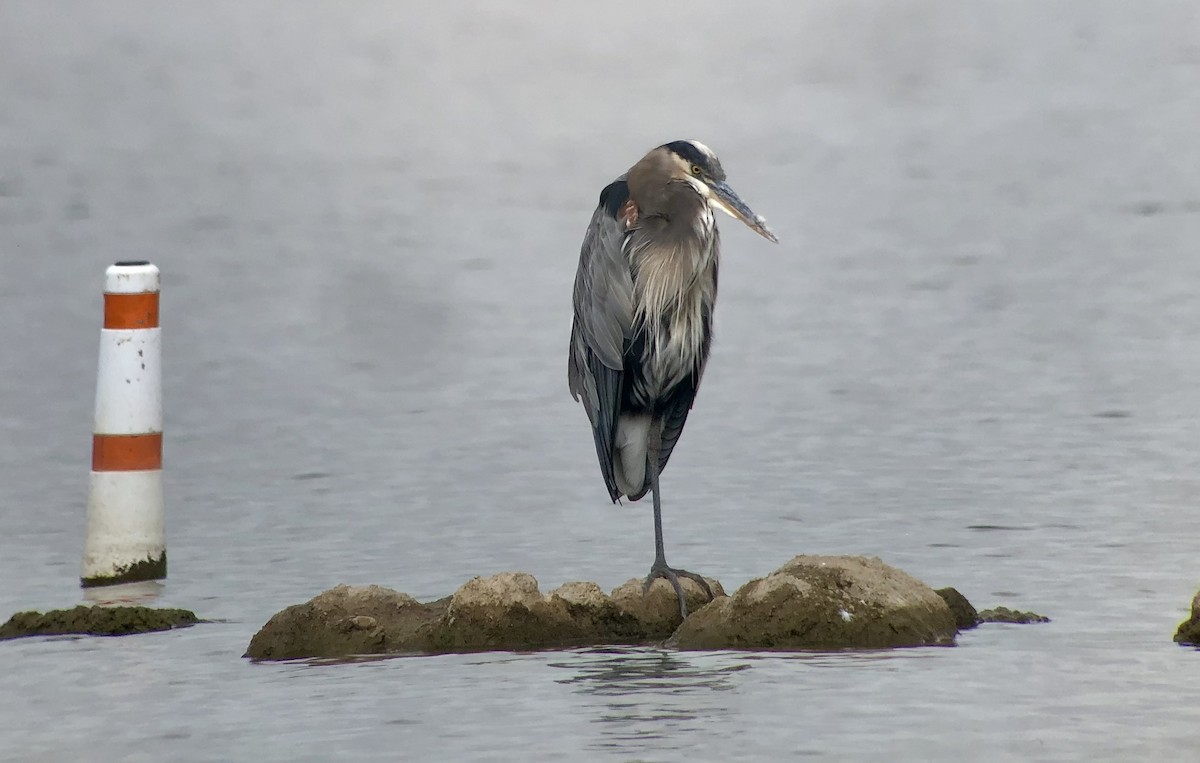 オオアオサギ - ML643245086