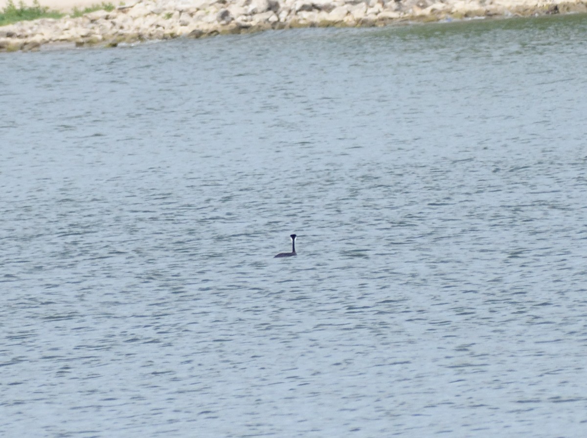 Western Grebe - ML643245095
