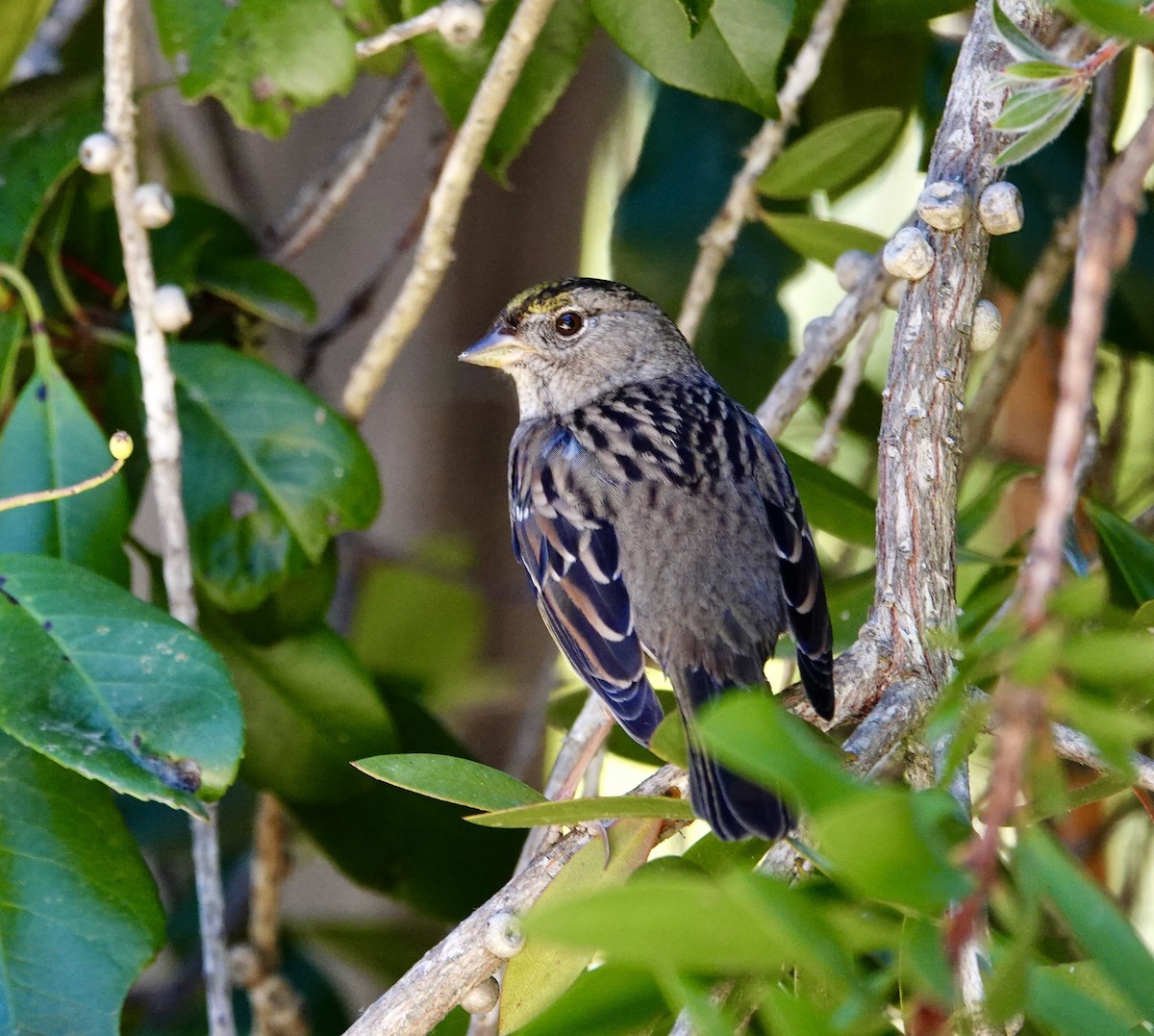 Golden-crowned Sparrow - ML643245113
