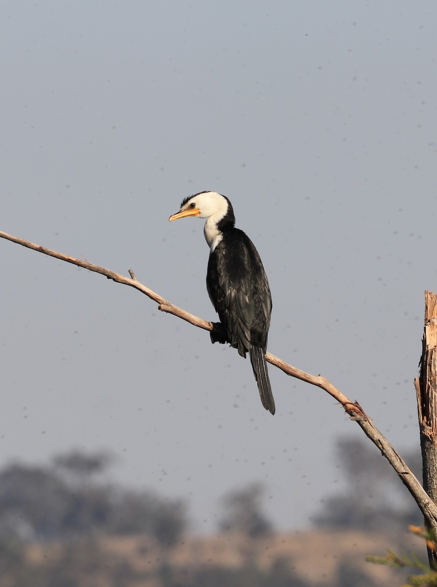 Little Pied Cormorant - ML643245122