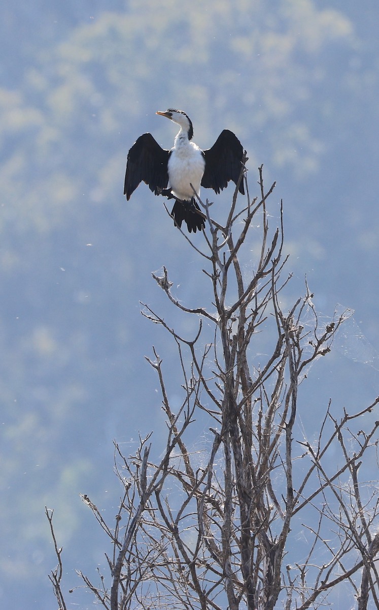 Little Pied Cormorant - ML643245123