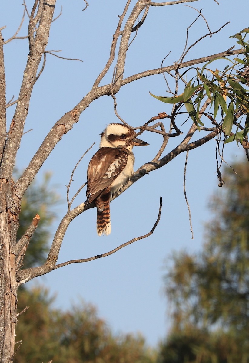 Laughing Kookaburra - ML643245133