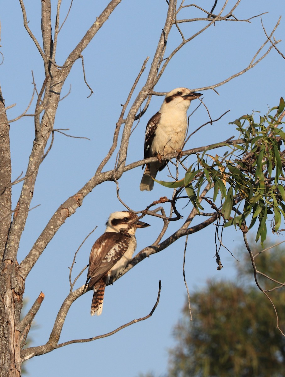 Laughing Kookaburra - ML643245134
