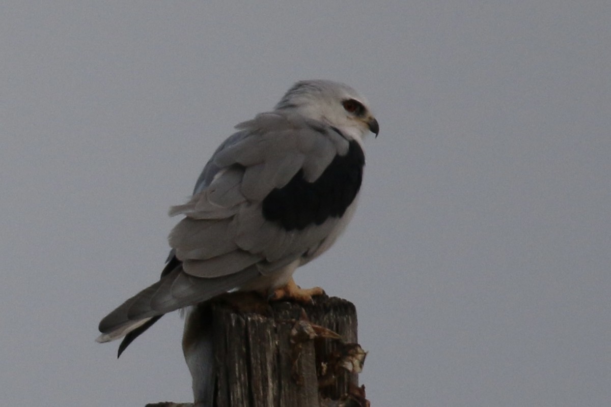 White-tailed Kite - ML643245184