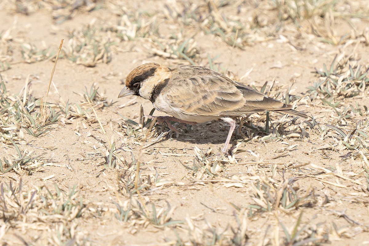 Fischer's Sparrow-Lark - ML643245217