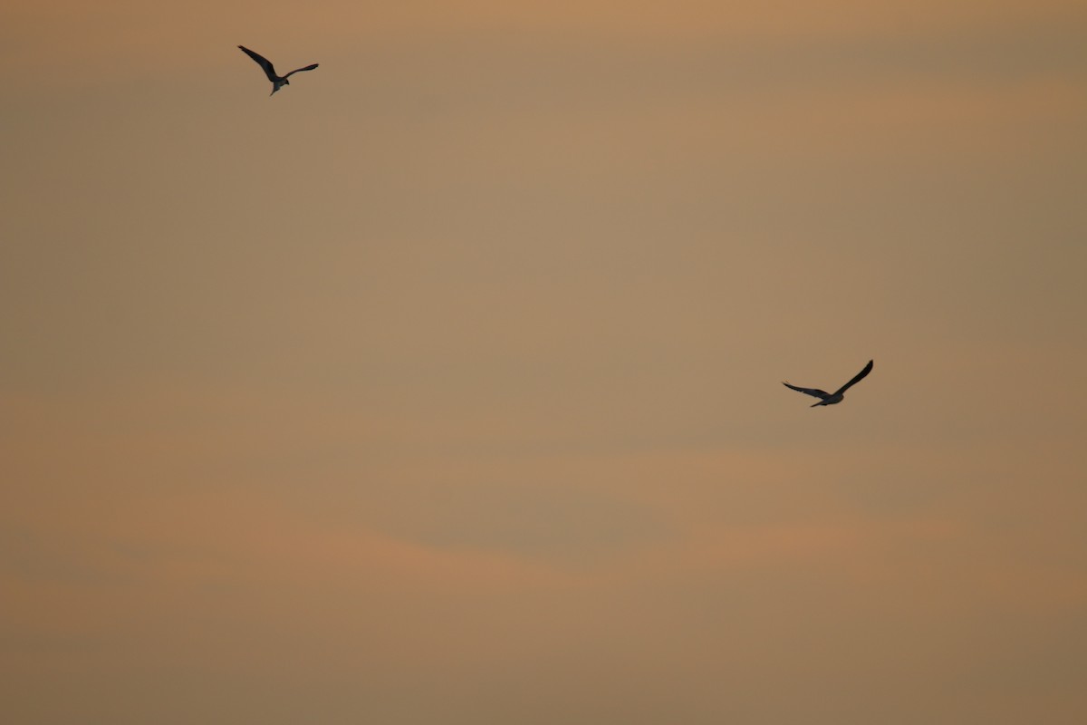 White-tailed Kite - ML643245237
