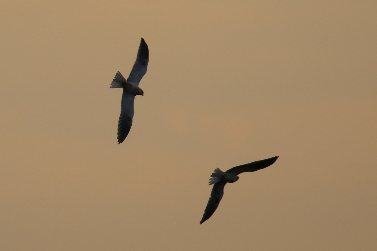 White-tailed Kite - ML643245243