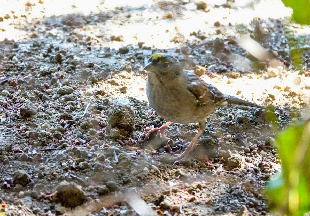 Golden-crowned Sparrow - ML643245276