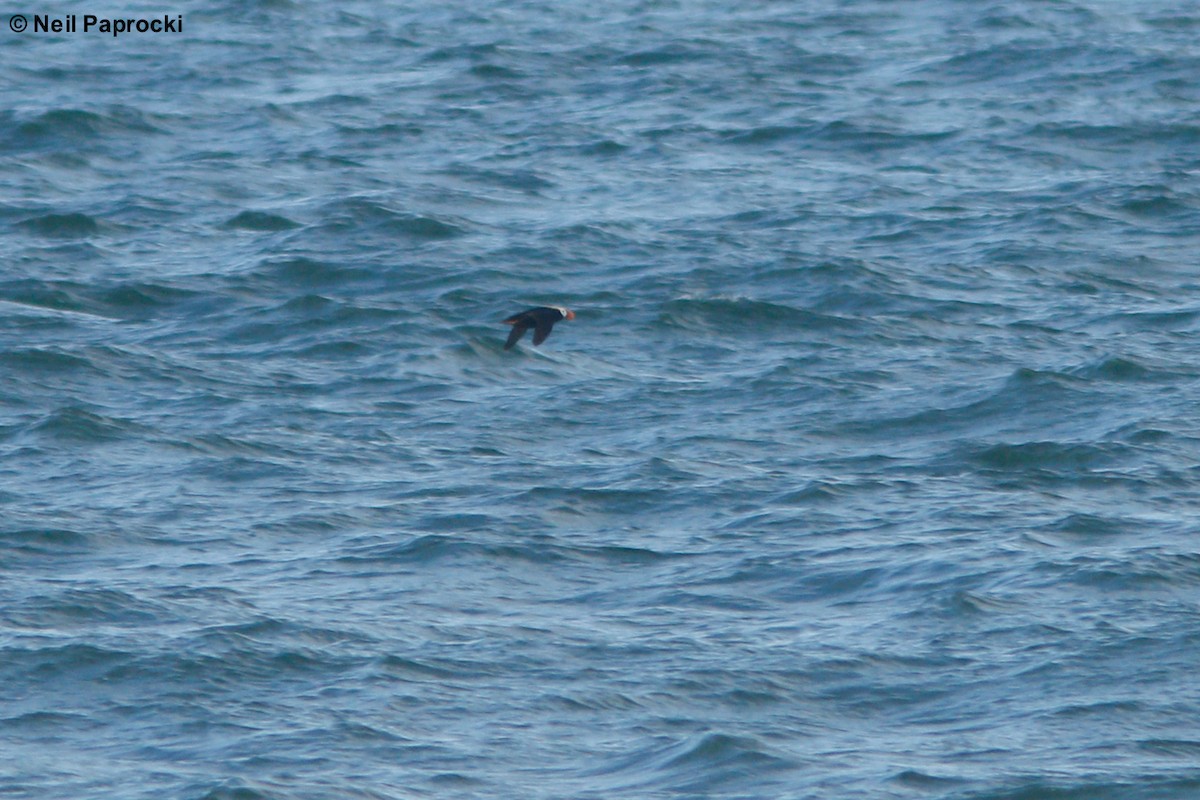 Tufted Puffin - ML64324541