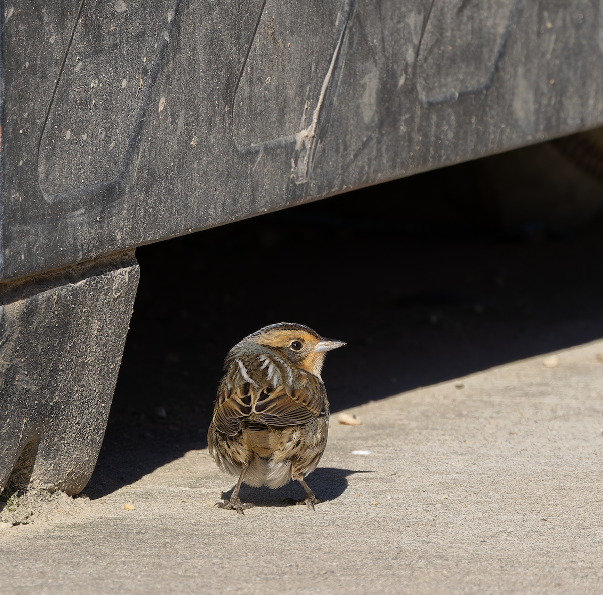 Nelson's Sparrow - ML643245443