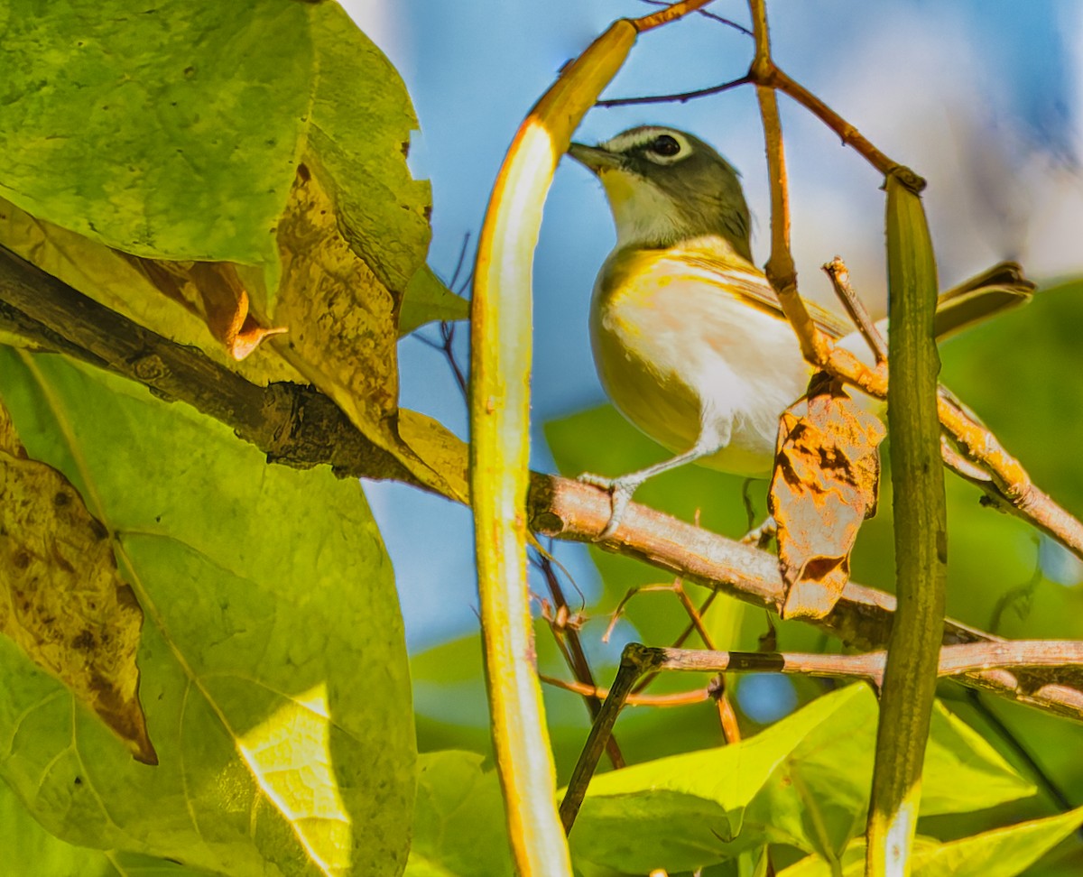 Blue-headed Vireo - ML643245466