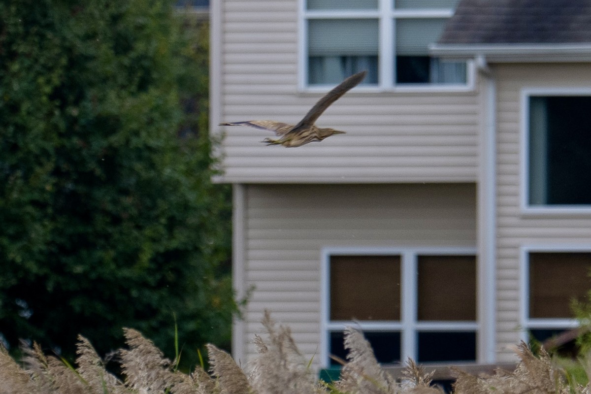 American Bittern - ML643245471