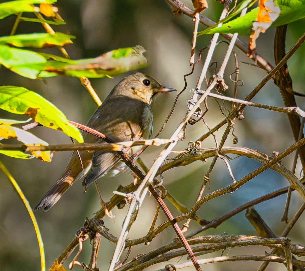 Hermit Thrush - ML643245474