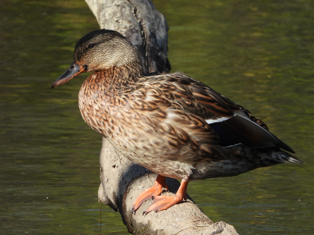 Mallard - ML643245475