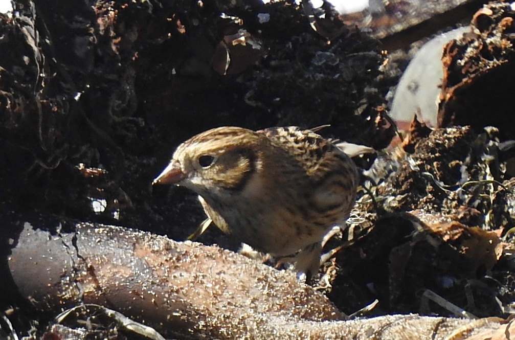 Lapland Longspur - ML643245492