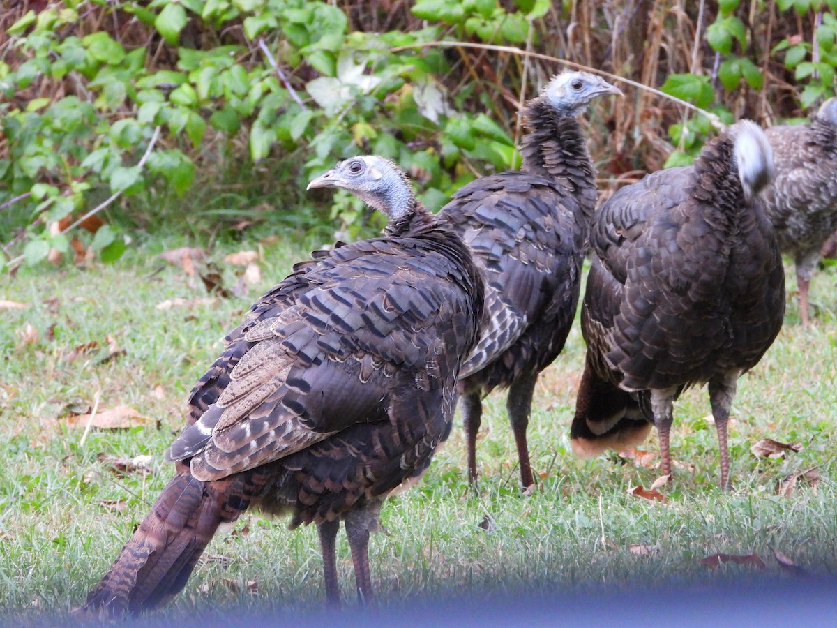 Wild Turkey - ML643245493