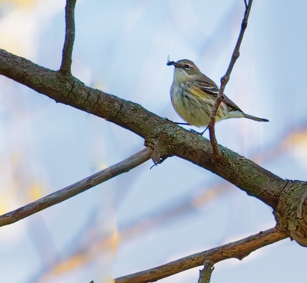 Yellow-rumped Warbler - ML643245494