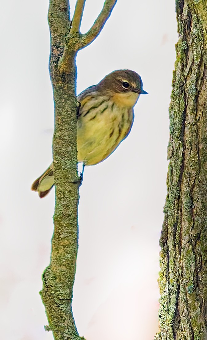 Yellow-rumped Warbler - ML643245495