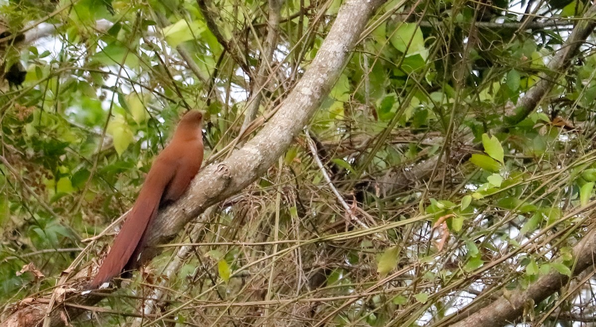 Squirrel Cuckoo - ML643245497