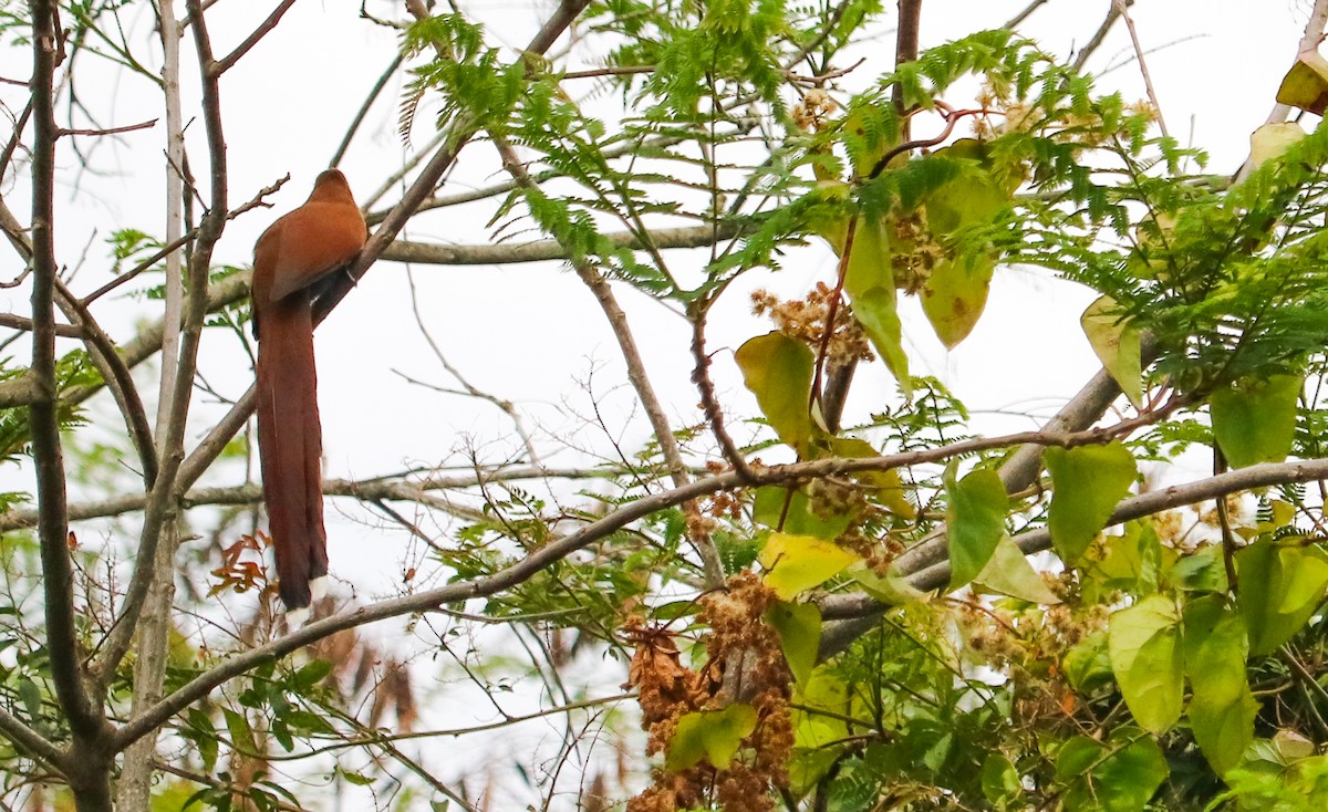 Squirrel Cuckoo - ML643245498