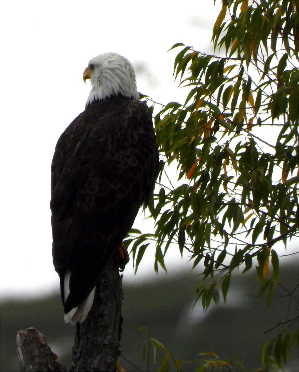 Bald Eagle - ML643245508