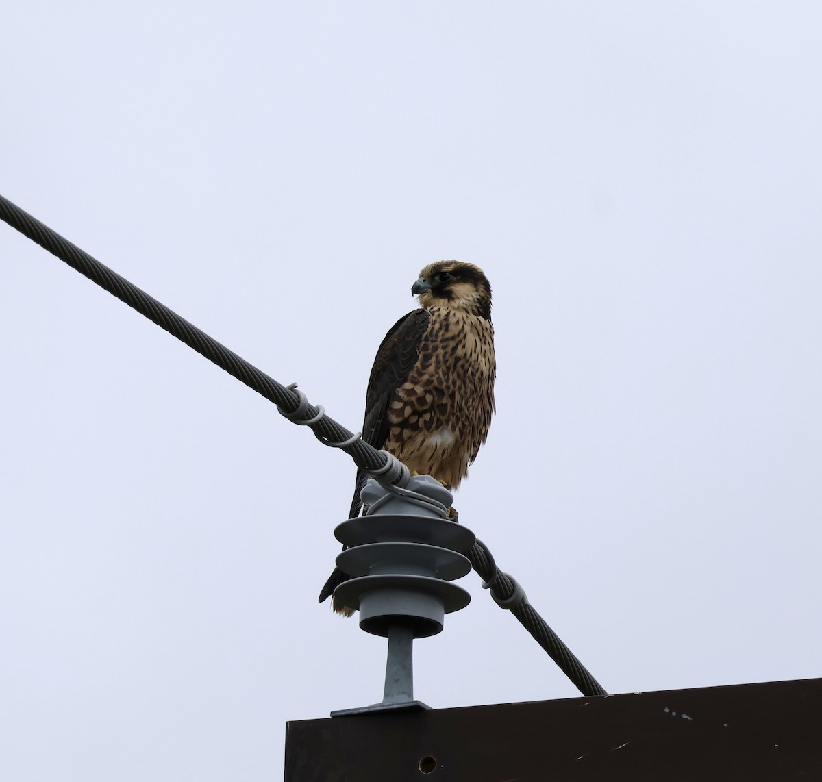 Peregrine Falcon - ML643245521