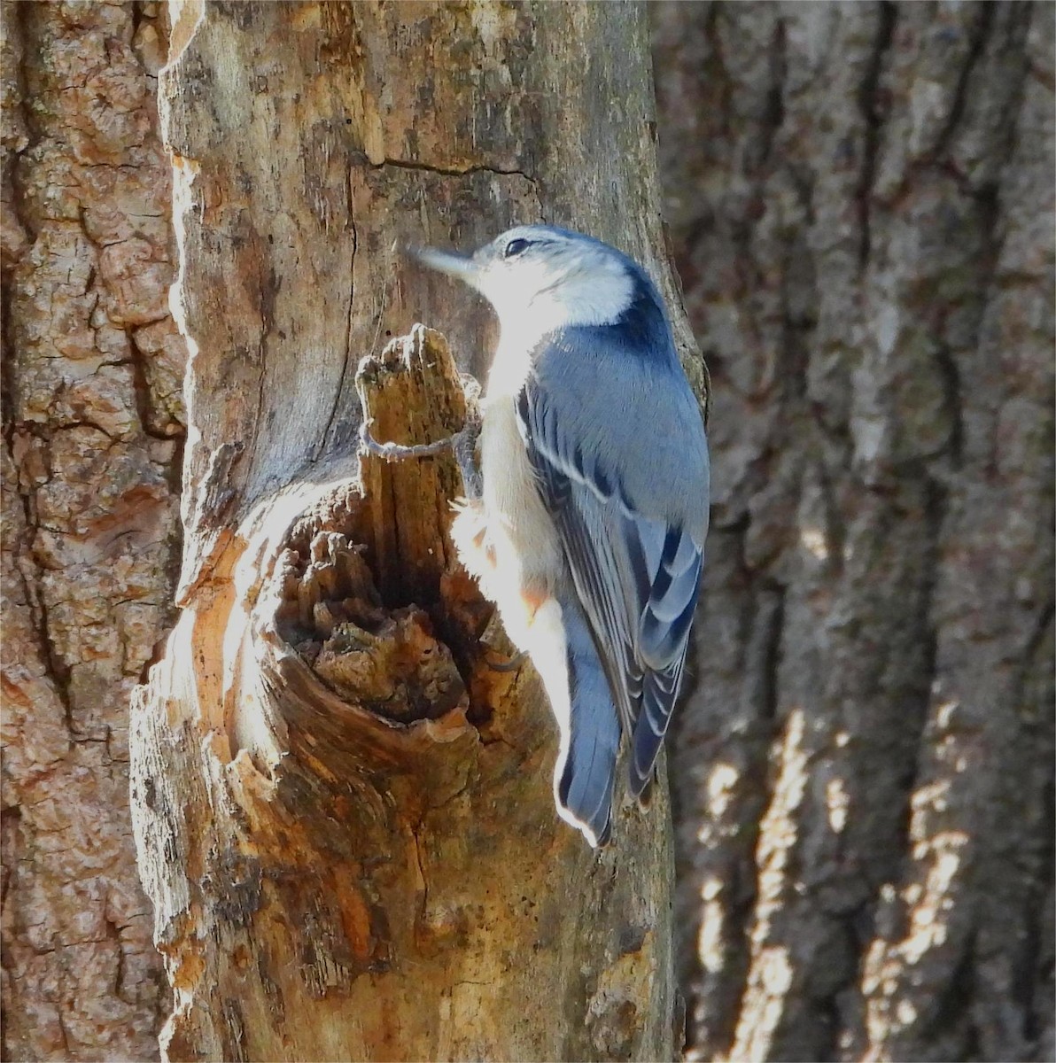 White-breasted Nuthatch - ML643245525