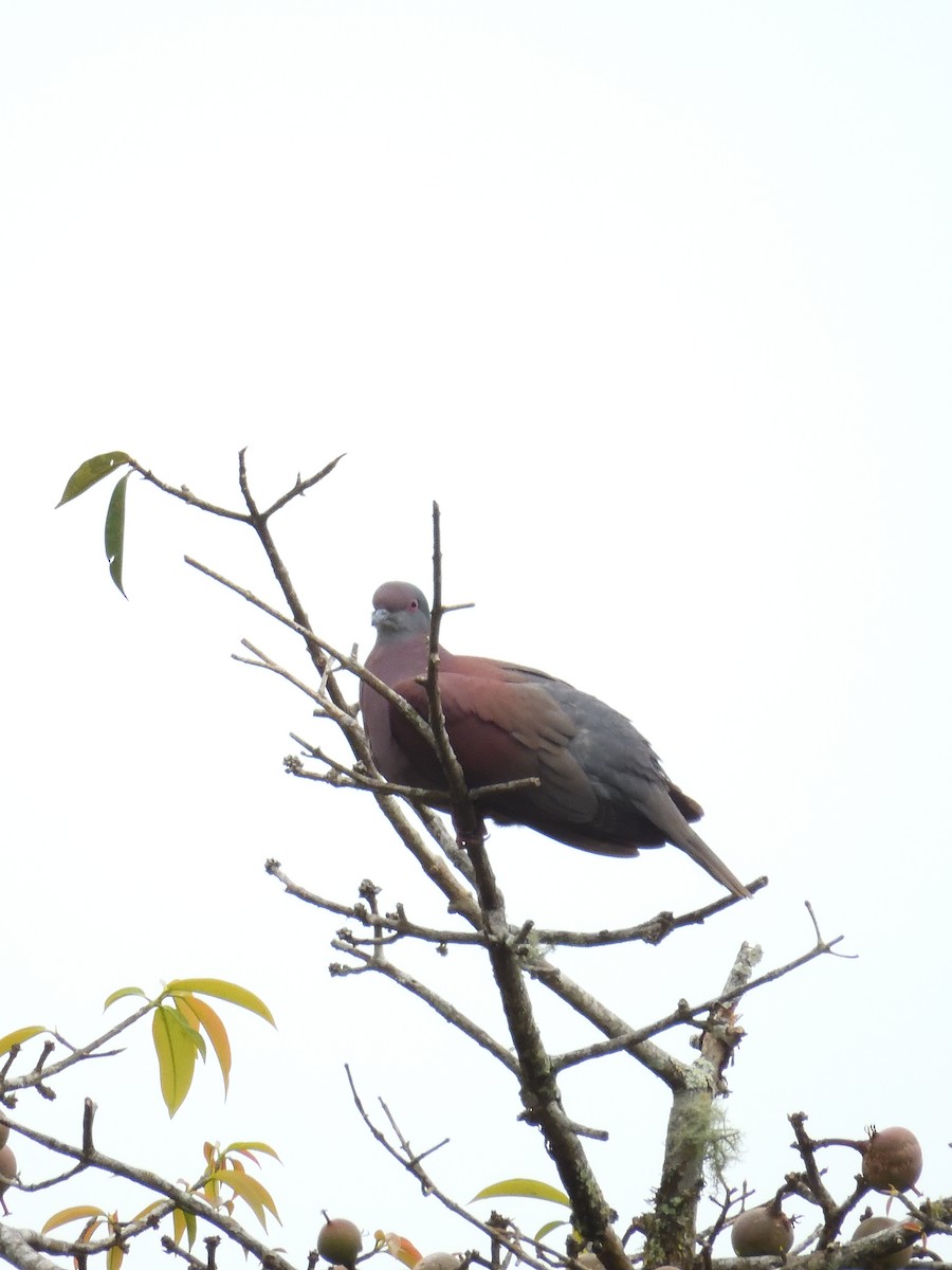 Pale-vented Pigeon - ML643245554