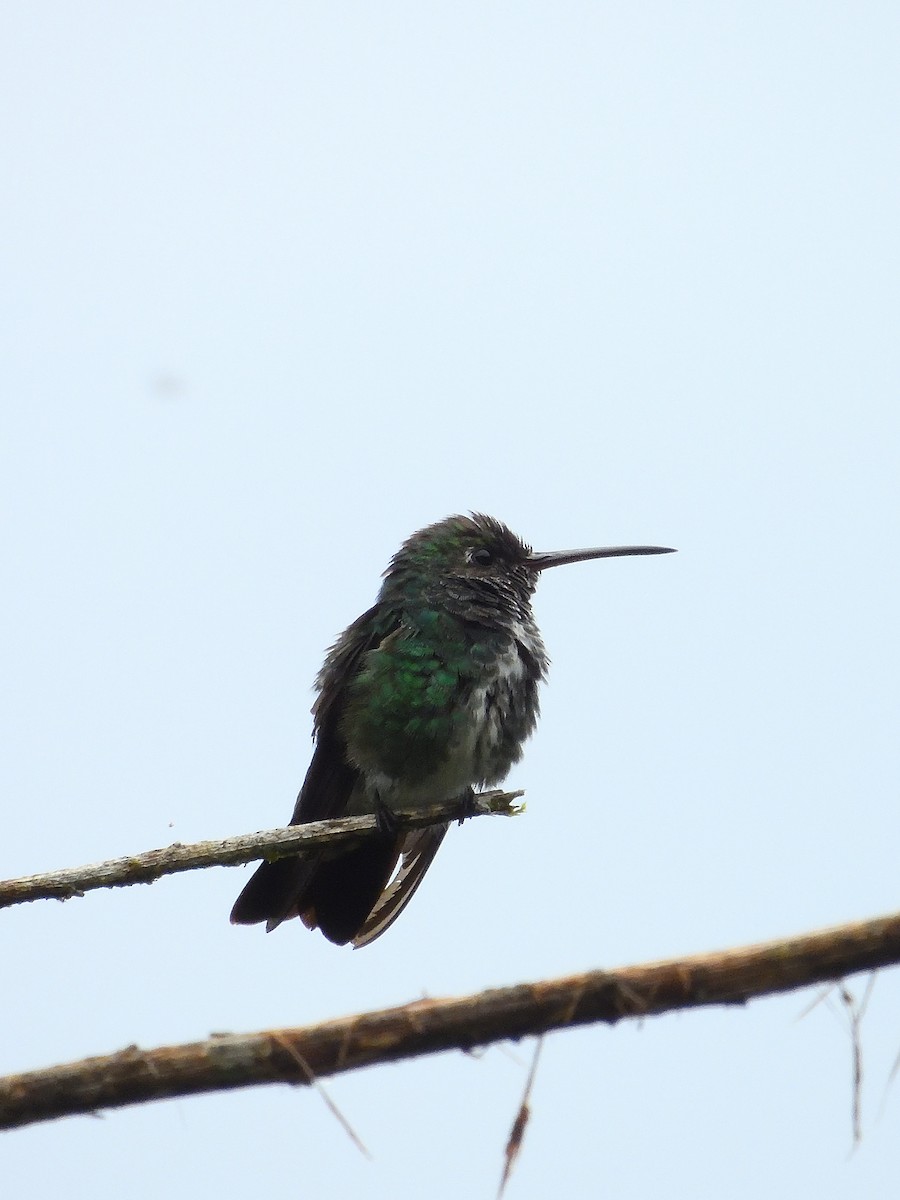 Glittering-throated Emerald - ML643245574