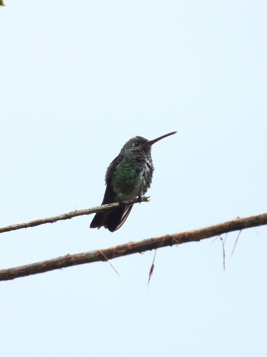 Glittering-throated Emerald - ML643245575