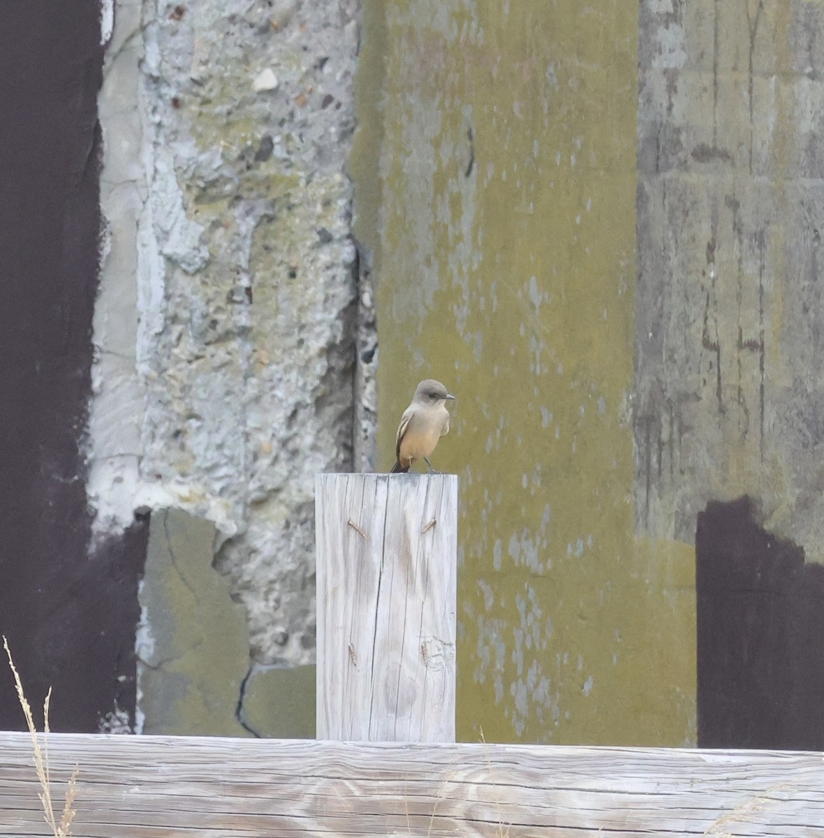 Say's Phoebe - ML643245581