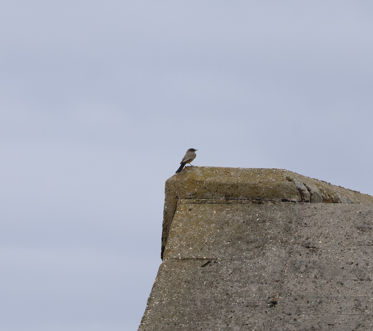 Say's Phoebe - ML643245617