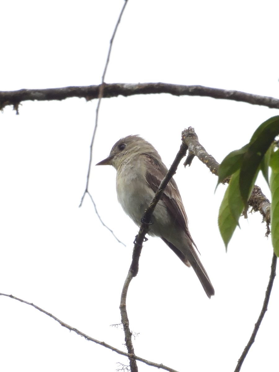 Western/Eastern Wood-Pewee - ML643245618