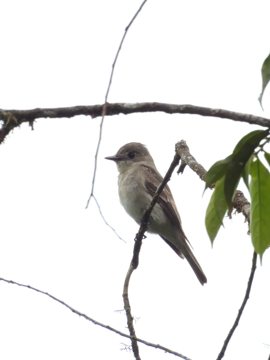 Western/Eastern Wood-Pewee - ML643245619